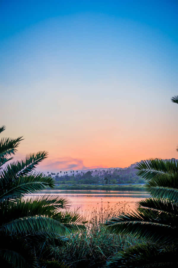 A Palm Tree In The Background Wallpaper
