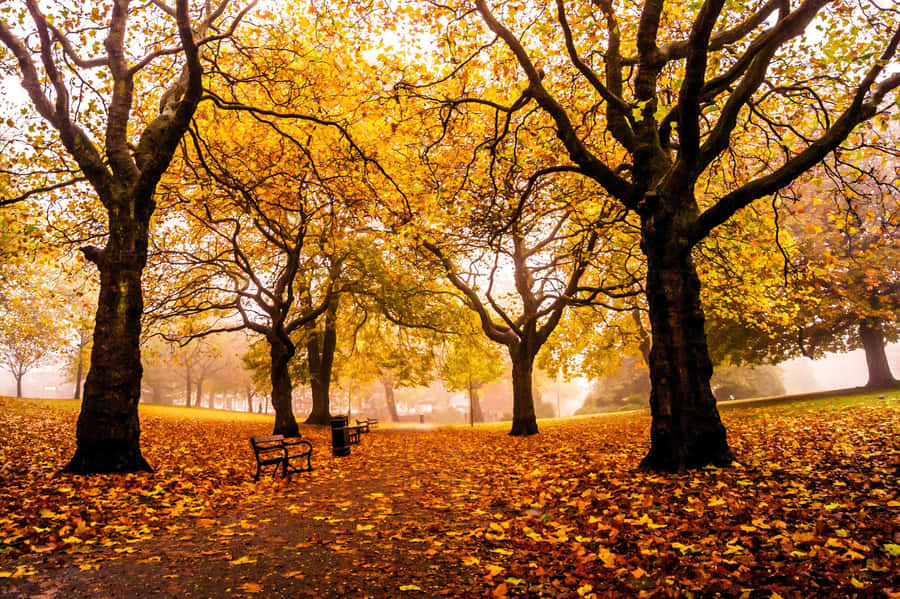 A Park With Benches And Trees Wallpaper