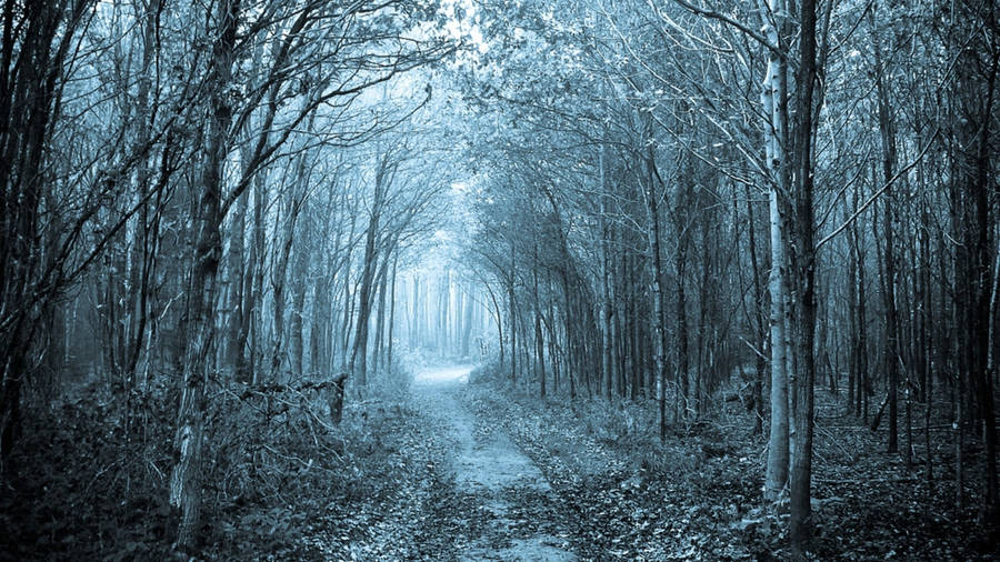 A Path In The Woods Wallpaper