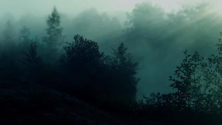 A Peaceful And Dark Green Forest, Surrounded By Towering Trees. Wallpaper