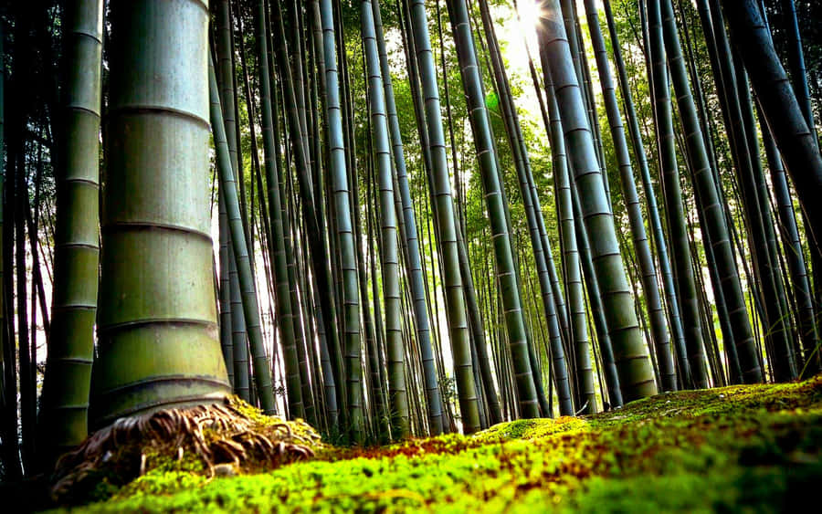 A Peaceful View Of A Bamboo Forest Wallpaper