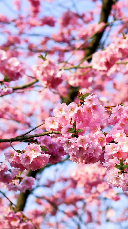 A Pink Flower Is On A Tree Wallpaper