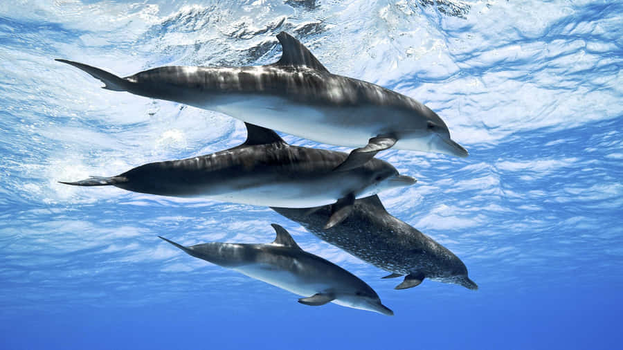 A Playful Dolphin Leaping With Joy Against A Bright Blue Sky Wallpaper