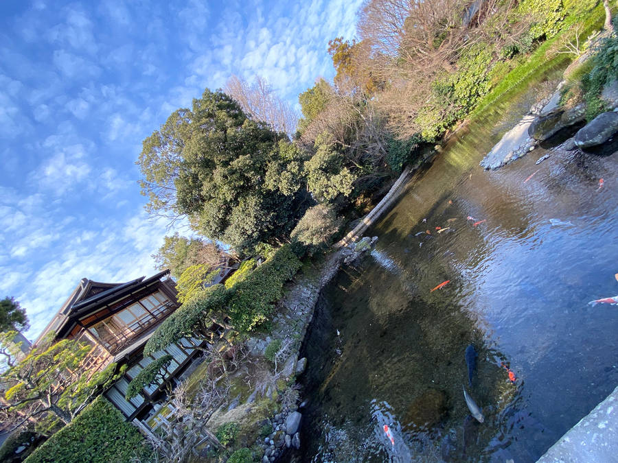 A Pond With Fish Wallpaper