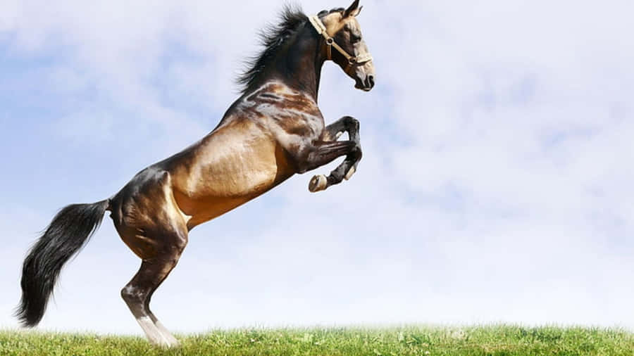 A Powerful Cool Horse Stands Tall With Its Mane Swept In The Wind. Wallpaper