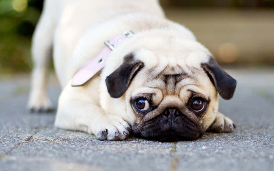 A Pug Dog Laying On The Ground Wallpaper