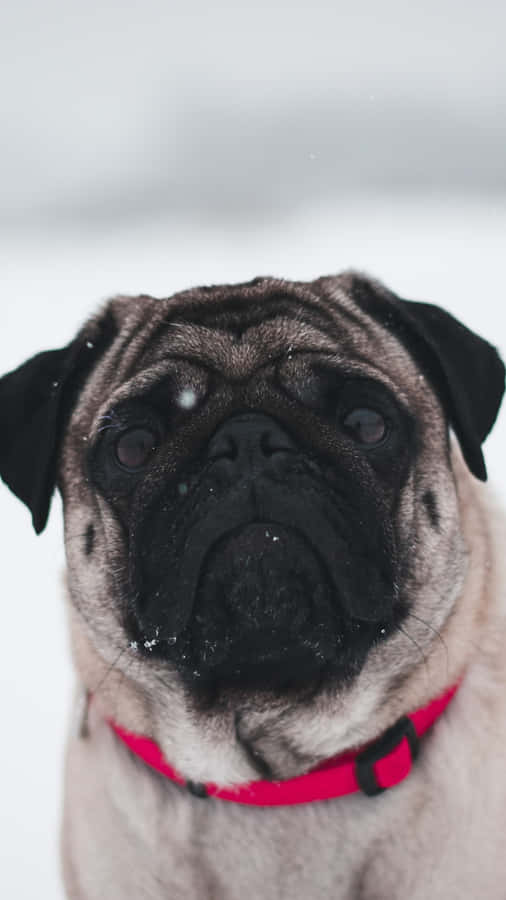 “a Pug Pup Cuddling Its Toy” Wallpaper