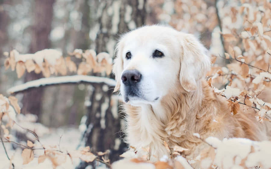 A Pup Embracing The Cold Of Winter. Wallpaper