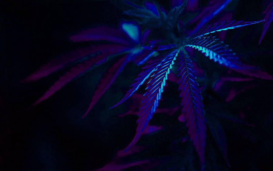 A Purple And Blue Marijuana Leaf In The Dark Wallpaper