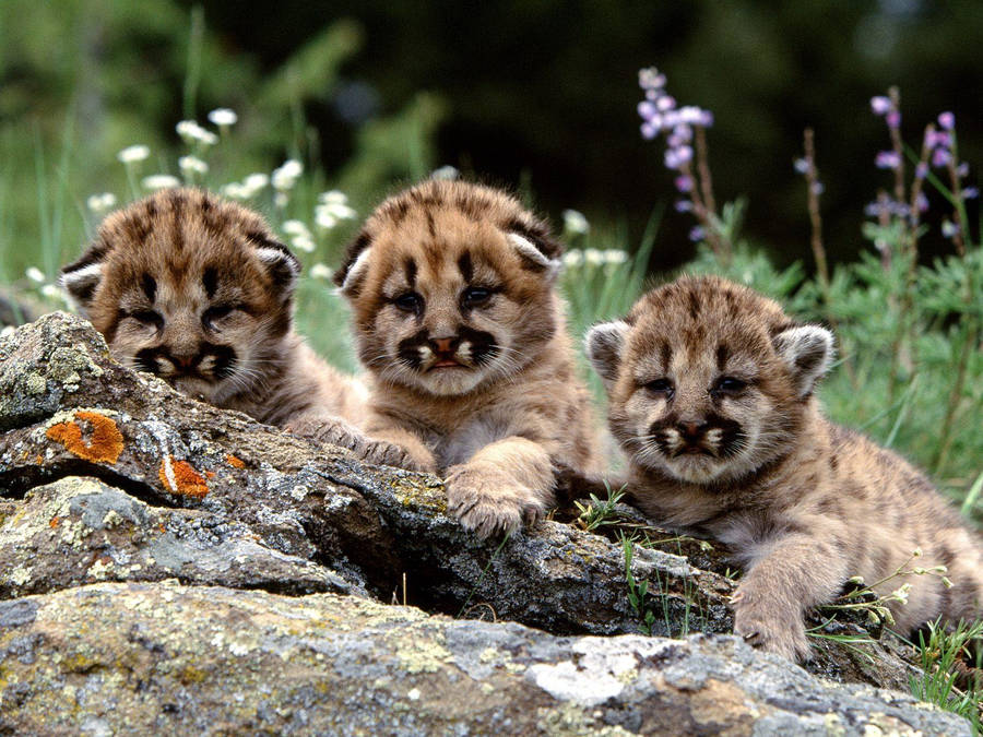 A Purr-fect Portrait Of Fierce Baby Tigers Wallpaper