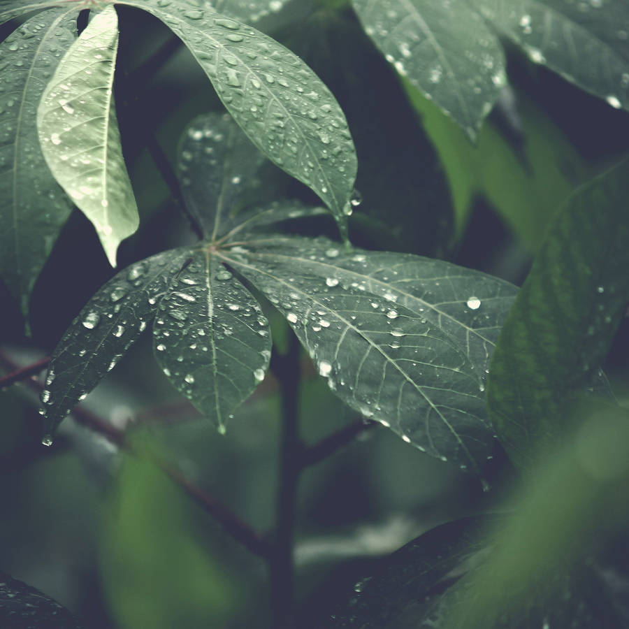 A Refreshing Rain On Giant Leaves Wallpaper