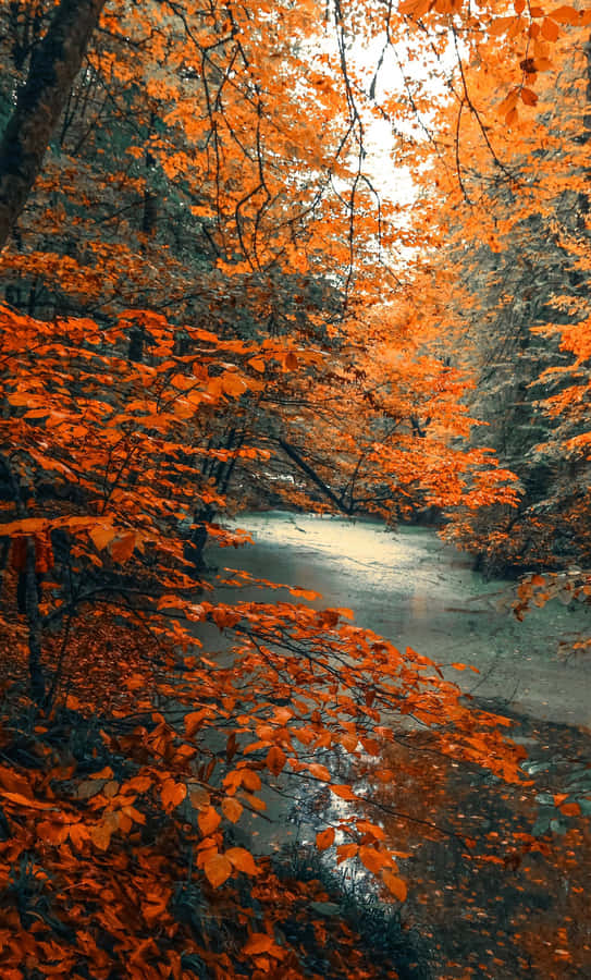 A River In The Forest Wallpaper