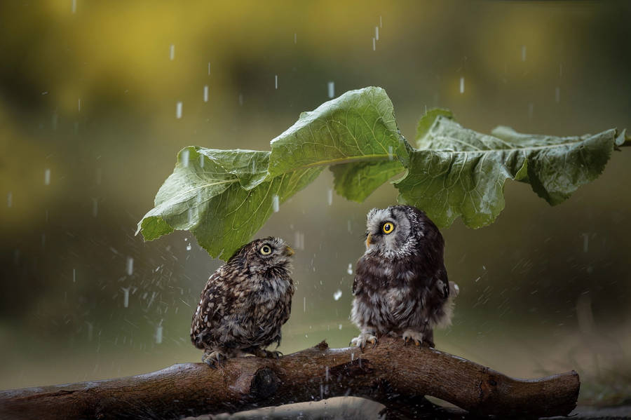 A Romantic Shower - Couple In Rain Wallpaper