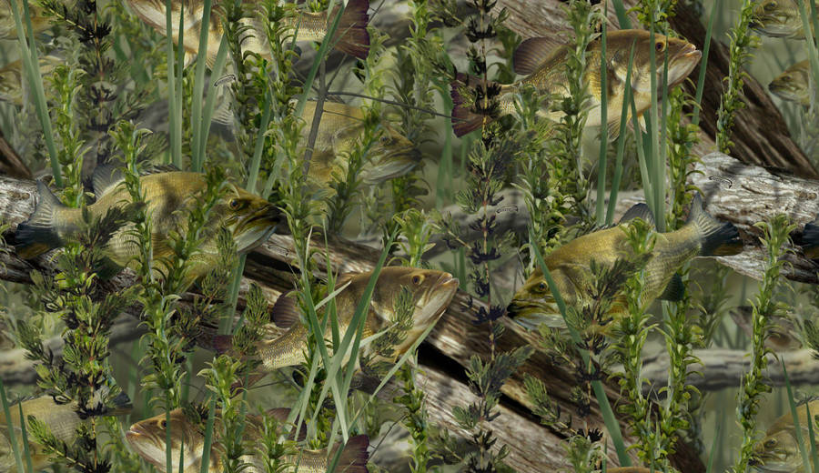 A School Of Largemouth Bass Painting Wallpaper