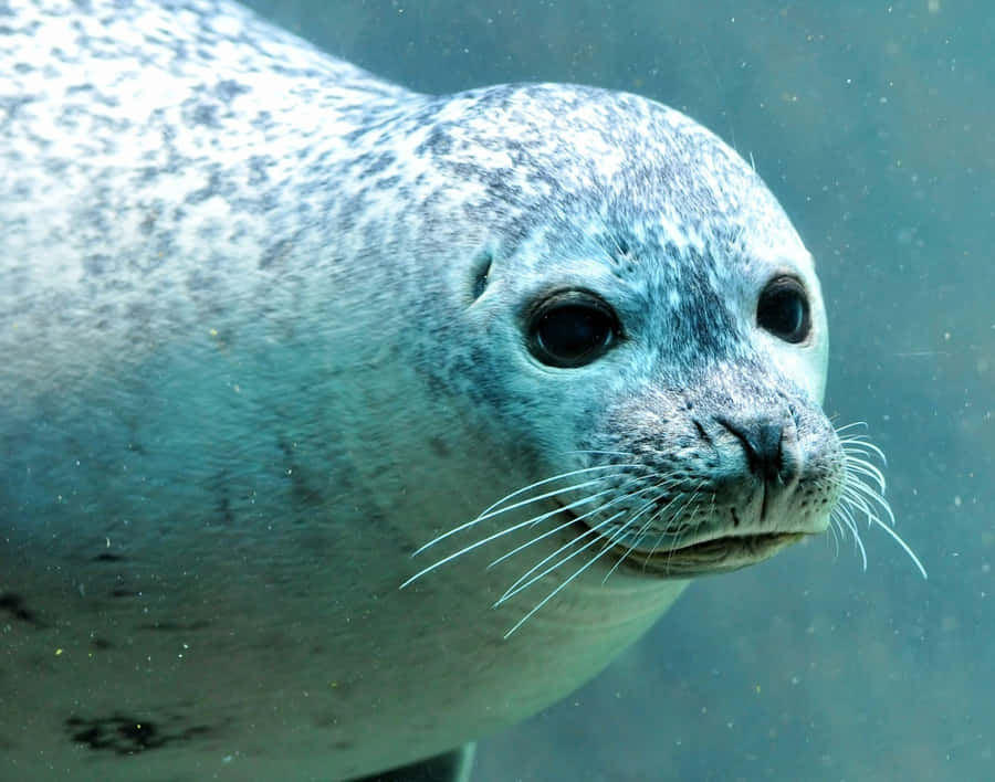 A Seal Basking In The Wild Wallpaper