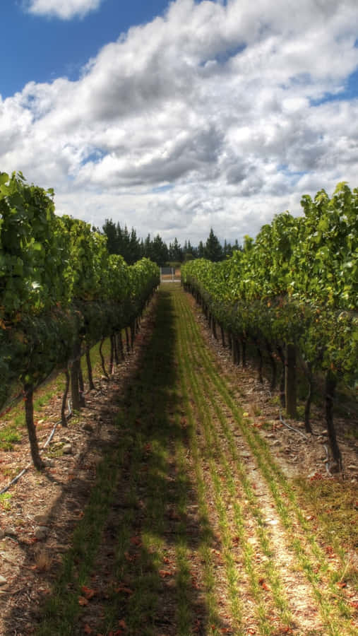 A Shadow In Vineyard Wallpaper