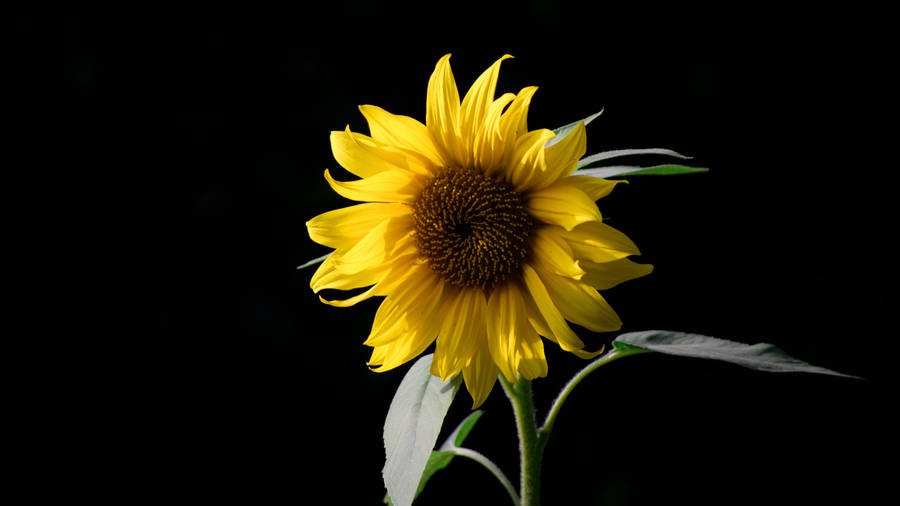 A Single Sunflower Majestically Positioned Beside A Laptop Wallpaper