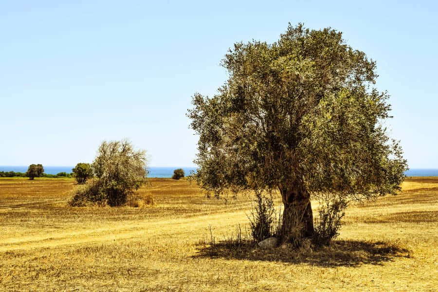 A Single Tree In A Field Wallpaper