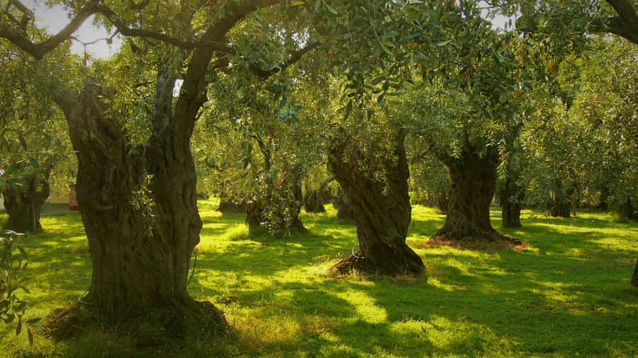 A Small Olive Tree In A Peaceful Meadow Wallpaper