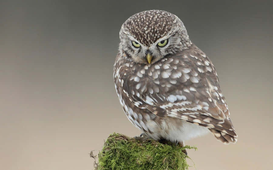 A Small Owl Is Sitting On Top Of A Mossy Stump Wallpaper