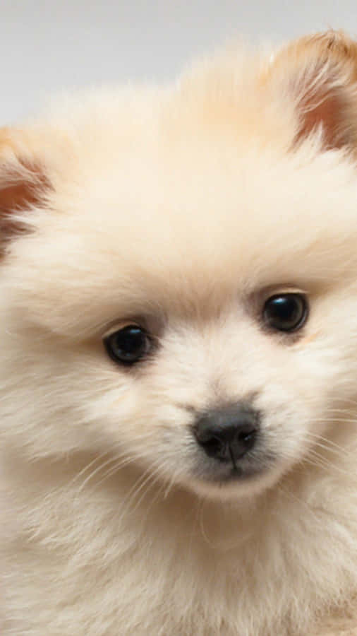 A Small White Dog Is Sitting On A White Background Wallpaper