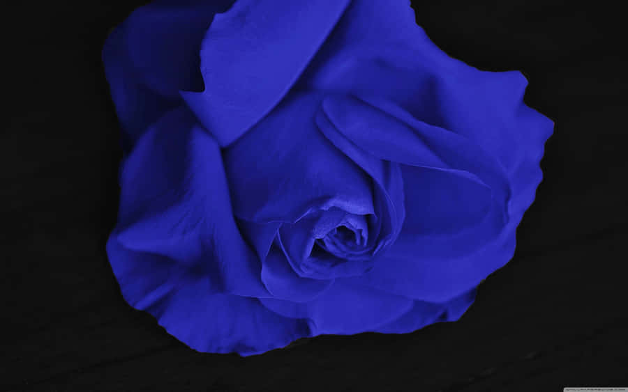 A Solitary Blue Rose Stands Out Against A Backdrop Of Greenery. Wallpaper