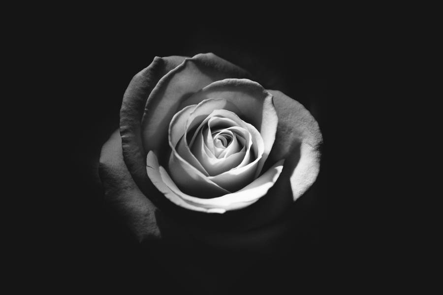 A Solitary Rose In Grayscale Wallpaper