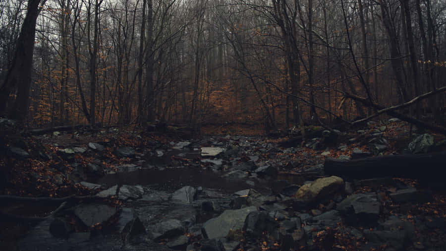 A Stream In The Woods With Rocks And Leaves Wallpaper
