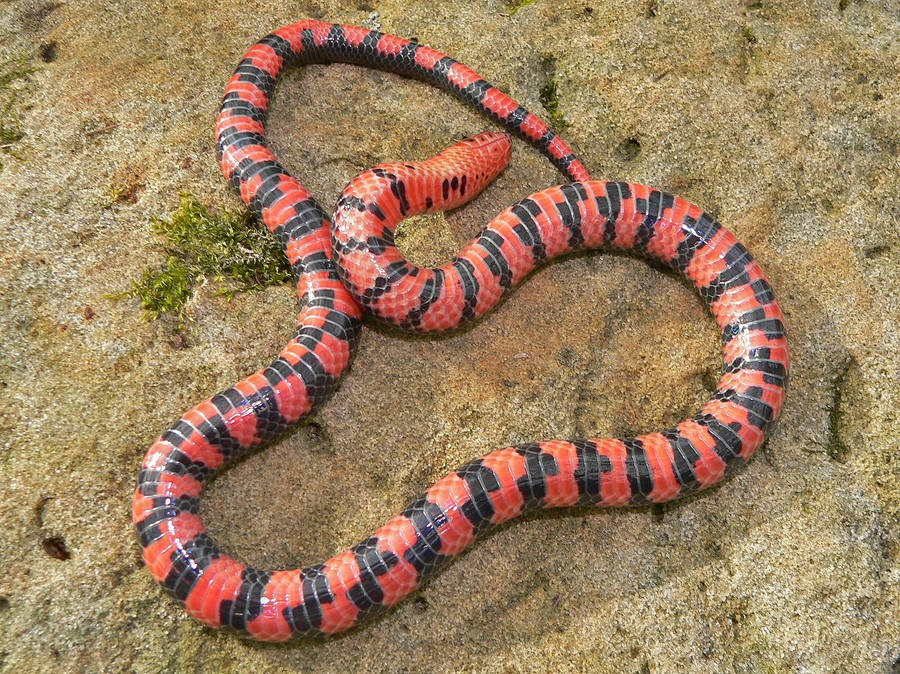 A Striking Mud Snake Showing Off Vibrant Red Scales Wallpaper