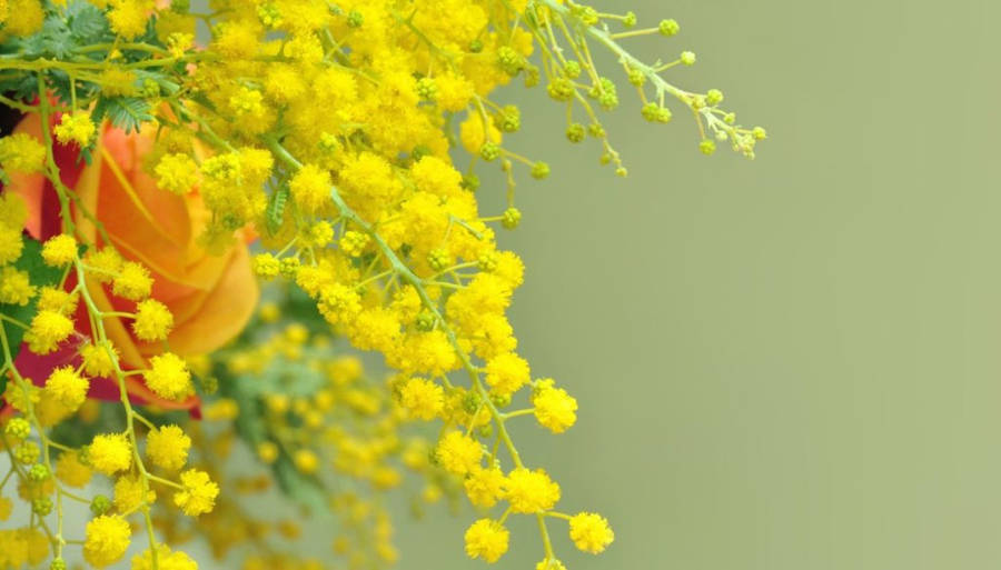 A Stunning Display Of Vibrant Mimosa Flowers Wallpaper