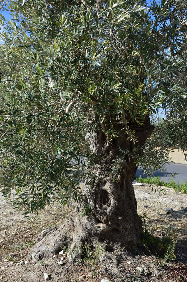 A Stunning Olive Tree In Nature Wallpaper