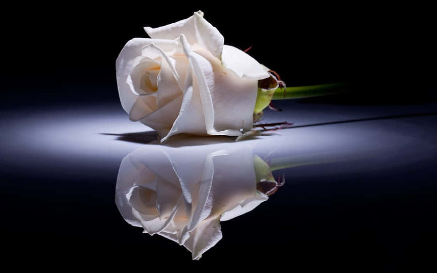 A Stunning White Rose Adding Beauty To The Day Wallpaper