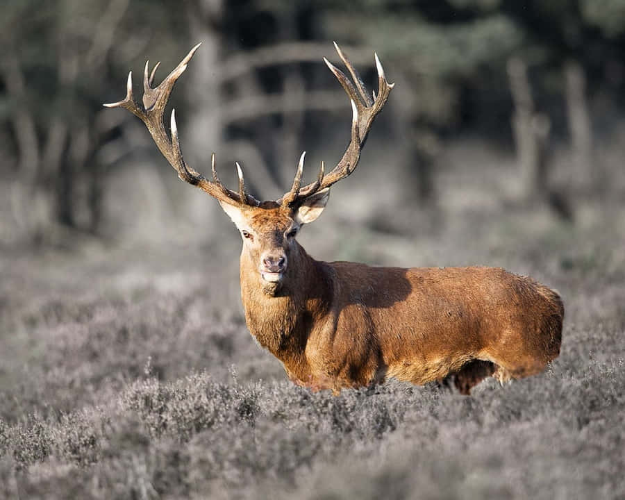 A Stunningly Vibrant Deer In Nature Wallpaper