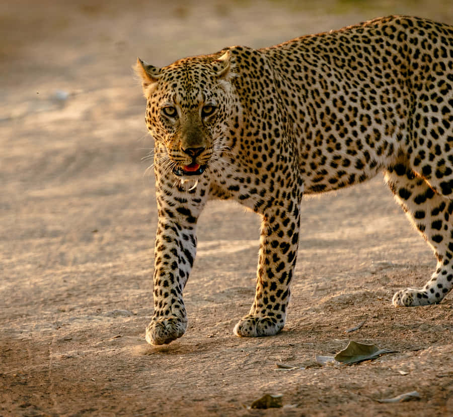 A Stylish Cheetah Lounging In The Grass Wallpaper