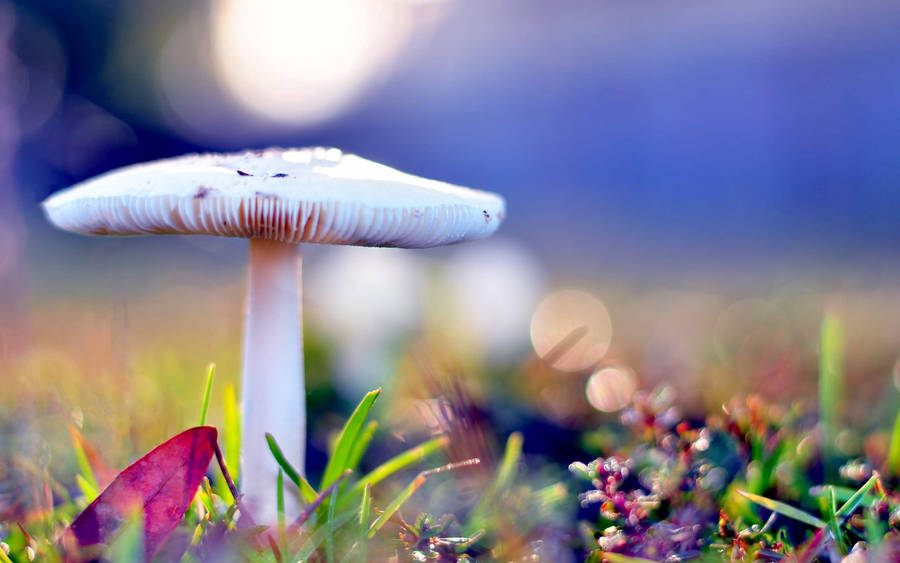 A Surreal Scene Featuring Lush Green Foliage And A Vibrant Red Mushroom Wallpaper