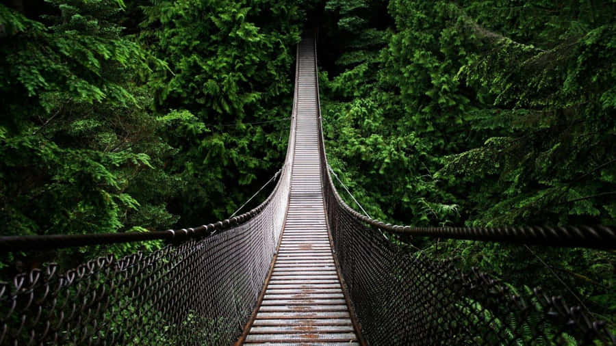 A Suspension Bridge Spanning A Forest Wallpaper