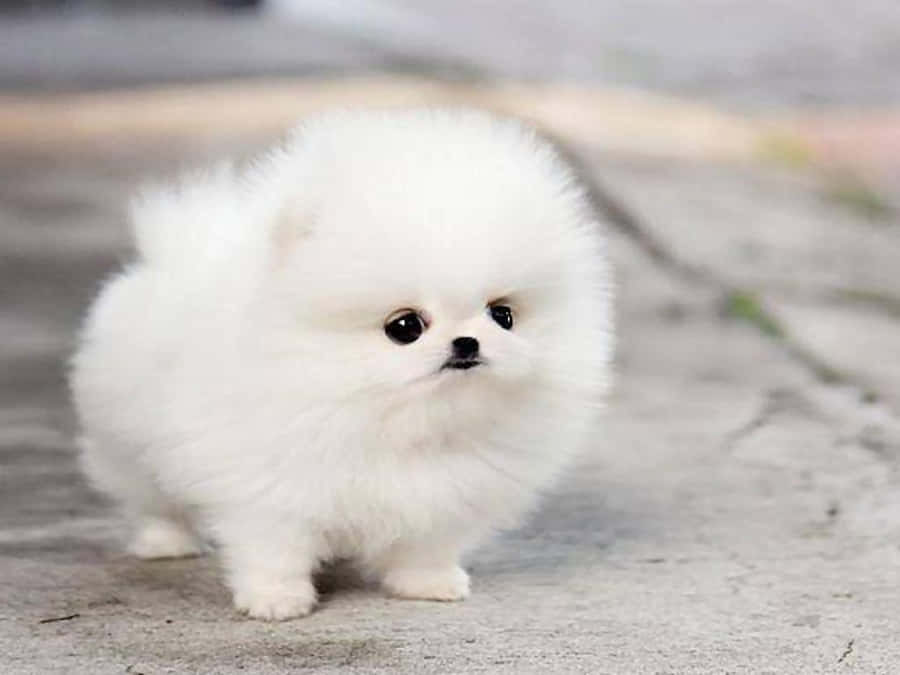 A Sweet And Cuddly Fluffy Puppy Wallpaper