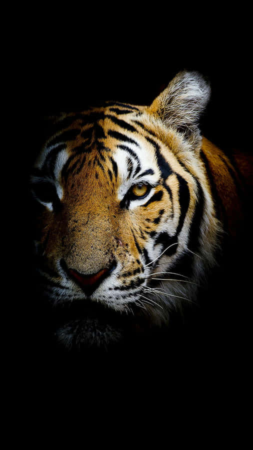 A Tiger Is Staring At The Camera In The Dark Wallpaper