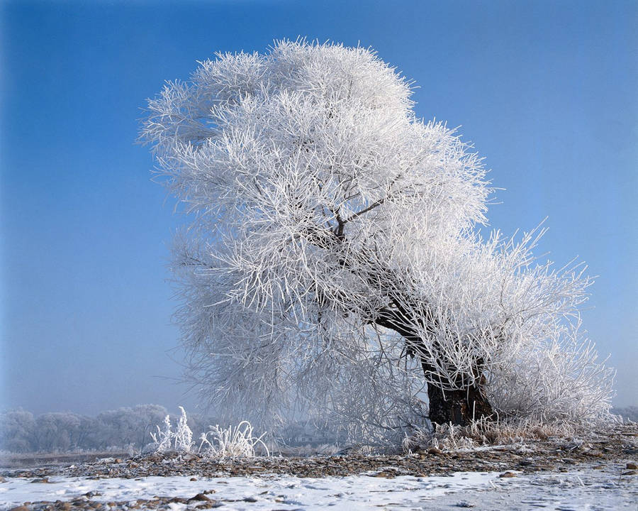 A Tree Covered In Frost Wallpaper