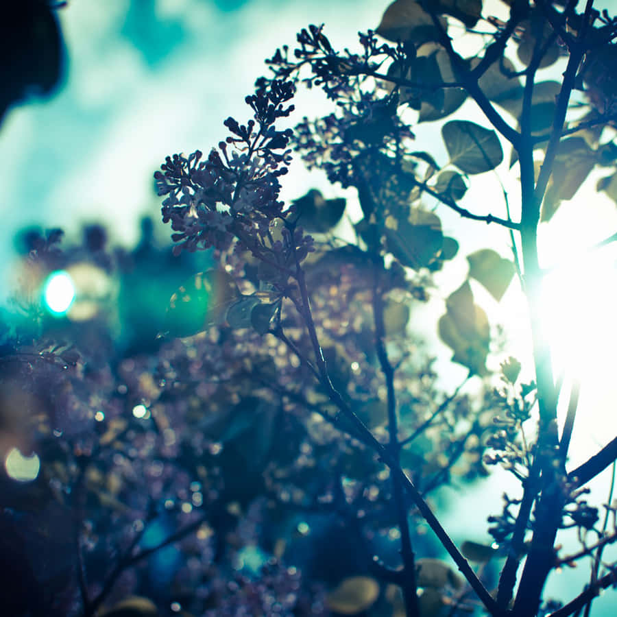 A Tree With Flowers Wallpaper