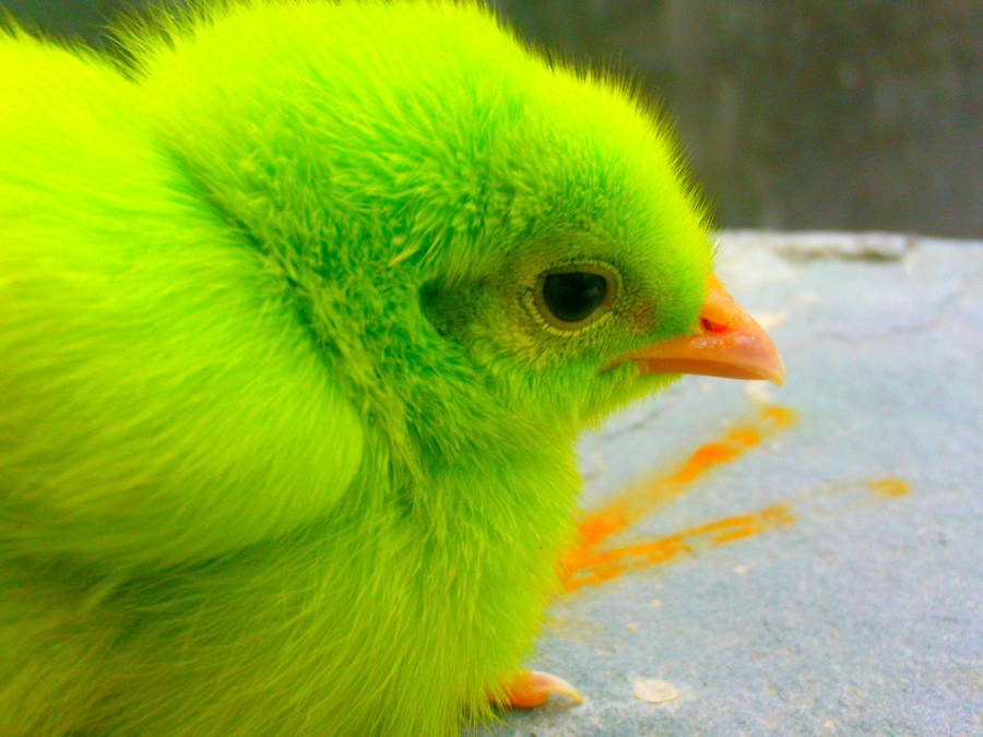 A Vibrant And Adorable Chick Amidst Lush Grass. Wallpaper