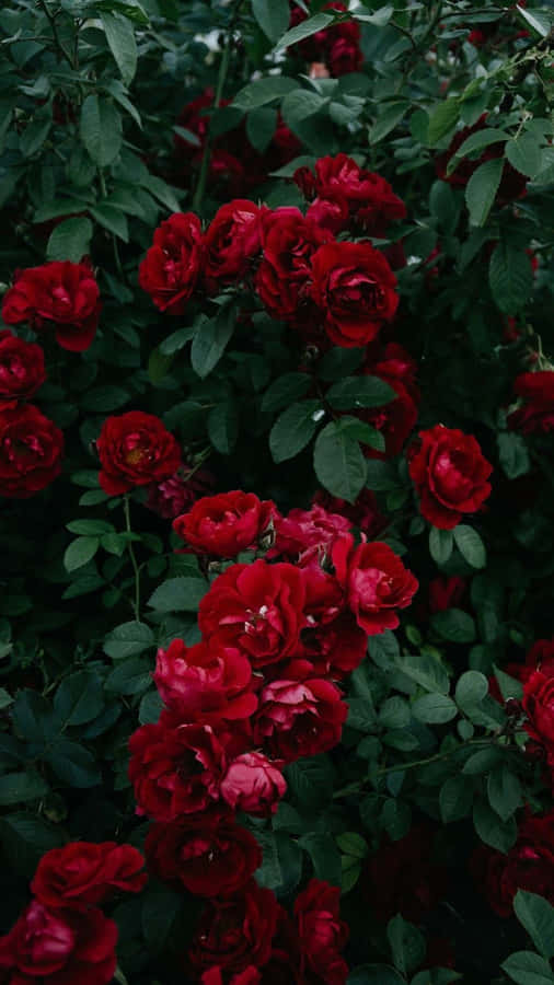 A Vibrant Red Flower Aesthetic To Brighten Up Your Day Wallpaper