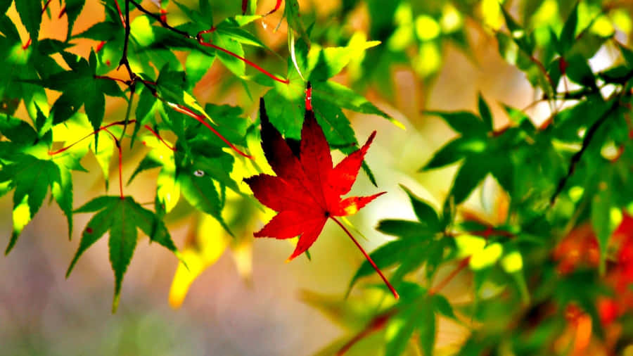 A Vibrant Yellow Autumn Leaf In The Foreground Of A Natural Landscape Wallpaper