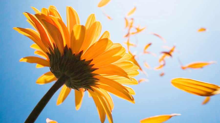 A Vibrant Yellow Flower In Close-up Against A Clear Blue Sky Wallpaper