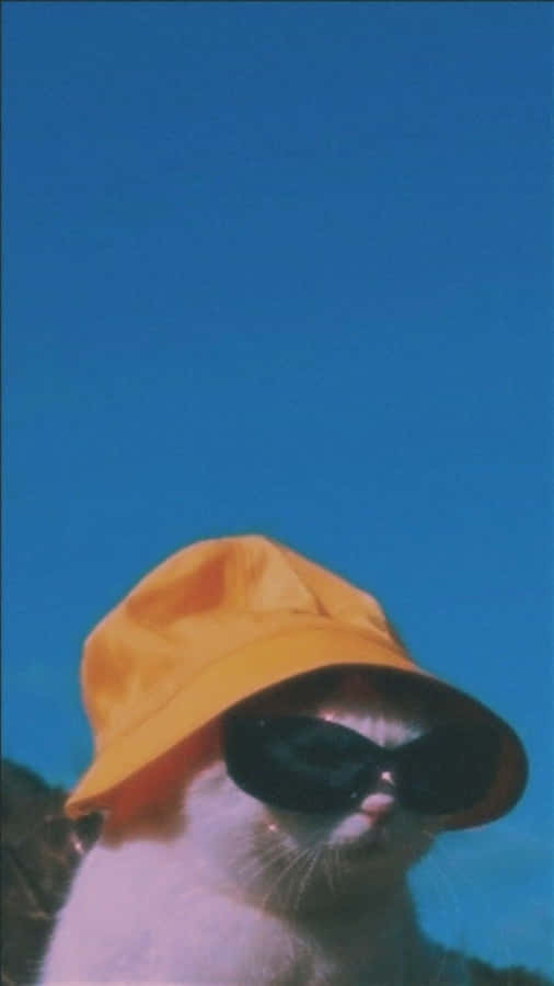 A White Cat Wearing A Hat And Sunglasses Wallpaper