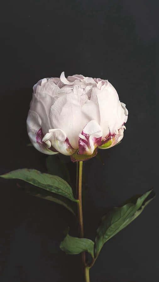 A White Flower On A Black Background Wallpaper