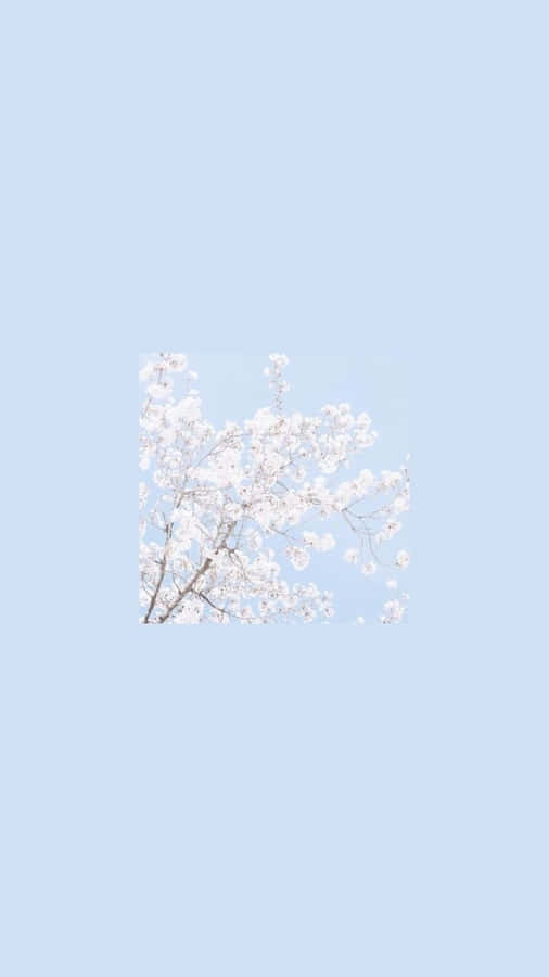 A White Flower With Blue Sky In The Background Wallpaper