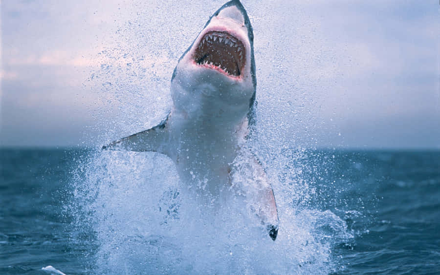 A White Shark Jumping Out Of The Water Wallpaper