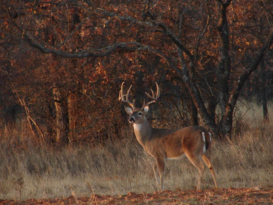A Whitetail Deer Peacefully Roaming In A Lush Green Landscape Wallpaper