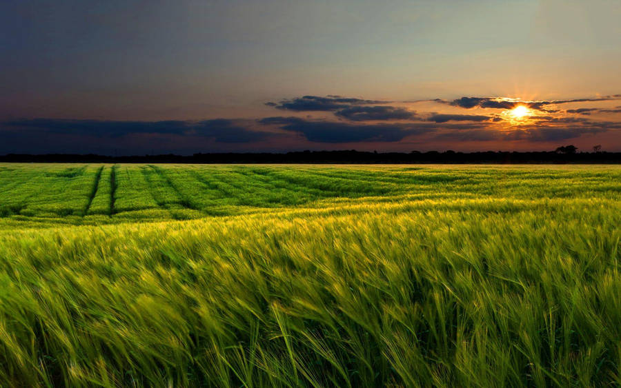 A Windy Sunset In A Green Landscape Wallpaper